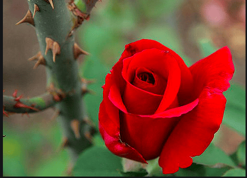 What is your Rose? What is your Thorn?